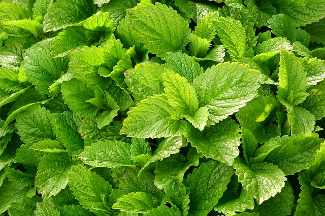 Meduňková limonáda je v létě nejlepší prostě s citronem a ledem.
